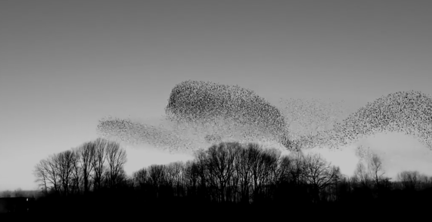 A murmuration of birds moving above a line of trees, representing an adaptive system responding dynamically to change